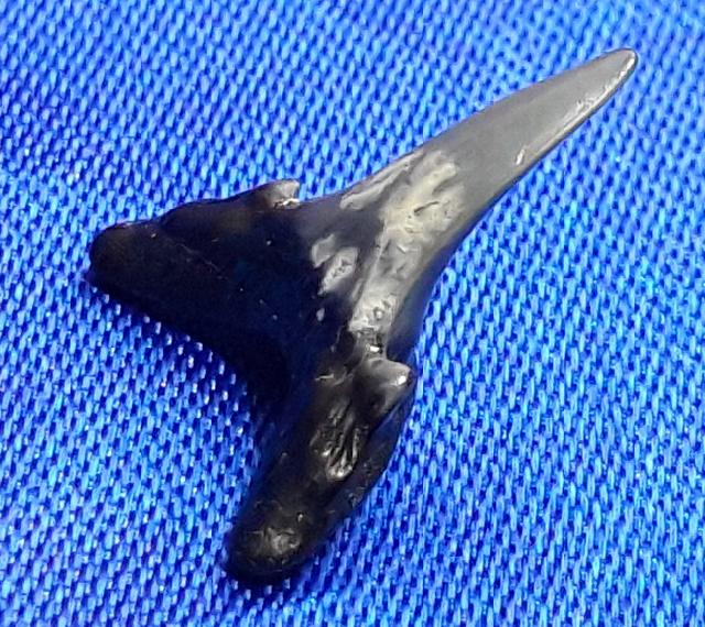 Carcharias acutissimus (AGASSIZ 1843) - Bild © FossNet FossilienStore